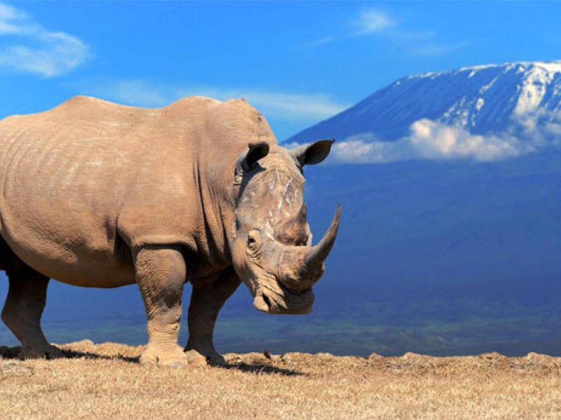 Amboseli Rhino Kilkudniowe