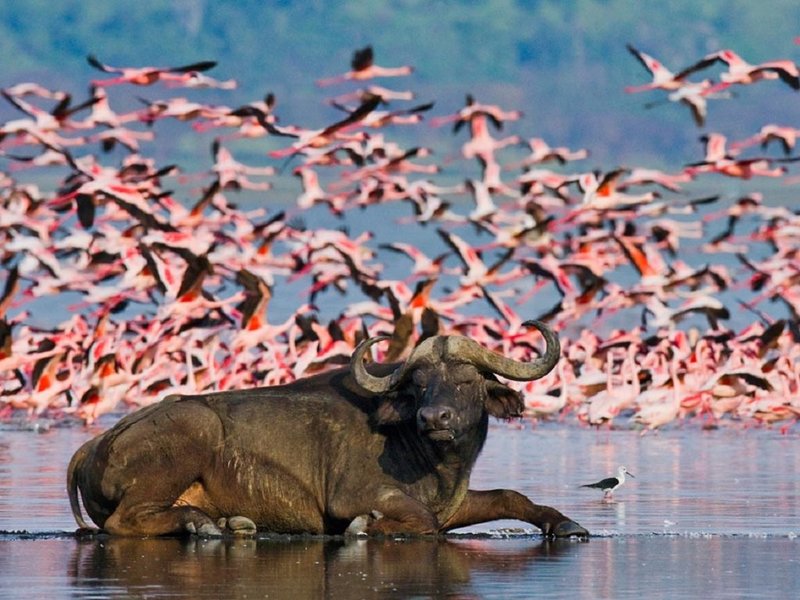 Lake Nakuru Flamingo