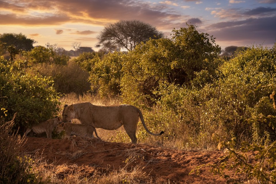 Wspaniałe Zdjęcia i Filmy z Safari
